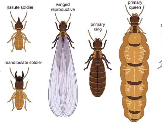 Jenis-Jenis Rayap yang Sering Menyerang Rumah dan Cara Mengatasinya